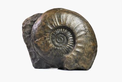 großer Ammonit: Agassiceras, DE